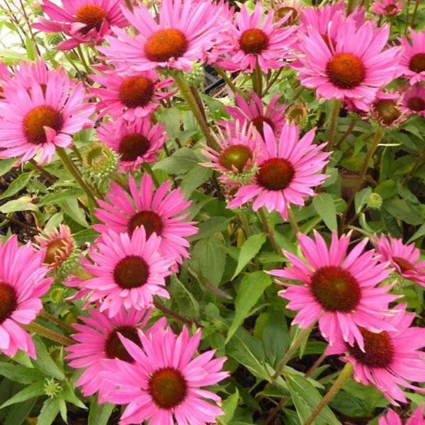 Promesse de Fleurs - Echinacea Robin Hood - Echinacée  Godet de 8/9 cm