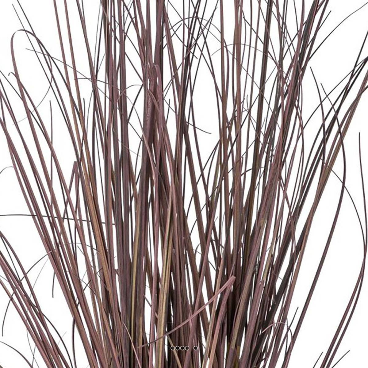 Herbe graminée en pot avec 3 chatons H 73 cm aubergine - Image 3