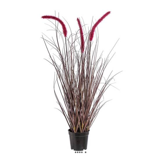 Herbe graminée en pot avec 3 chatons H 73 cm aubergine - Image 1