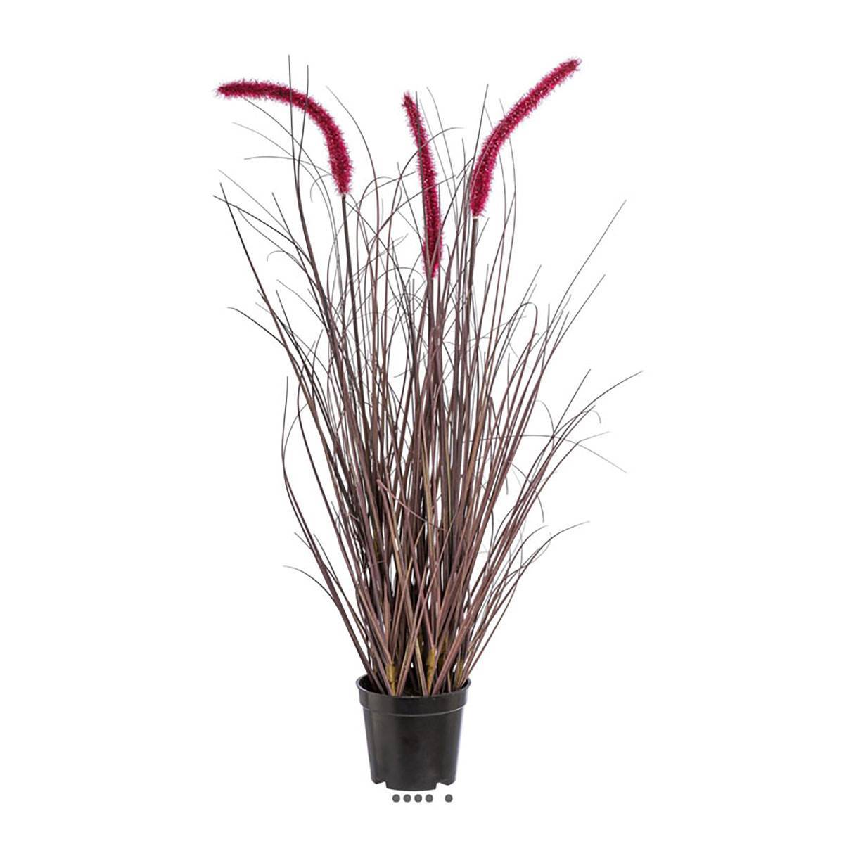 Herbe graminée en pot avec 3 chatons H 73 cm aubergine - Image 1