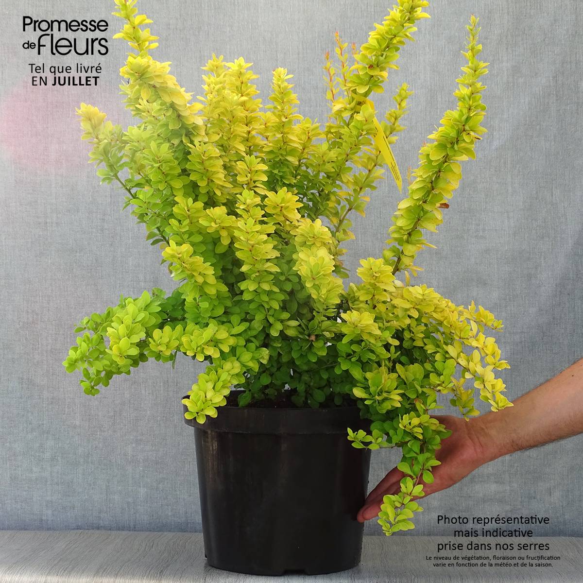 Berberis thunbergii Golden Rocket - Epine-vinette Pot de 7,5L/10L - Image 2