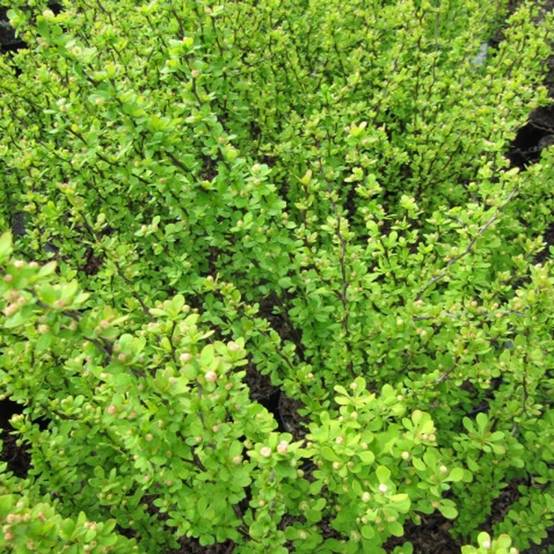 Berberis thunbergii Golden Rocket - Epine-vinette Pot de 7,5L/10L - Image 1