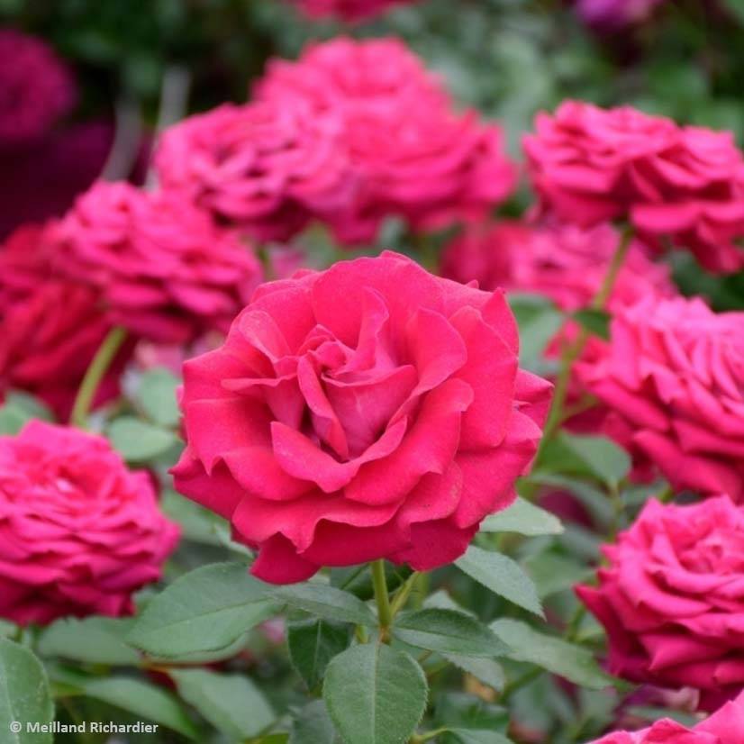 Promesse de Fleurs - Rosier à grandes fleurs Belles Rives Pot de 4L/5L