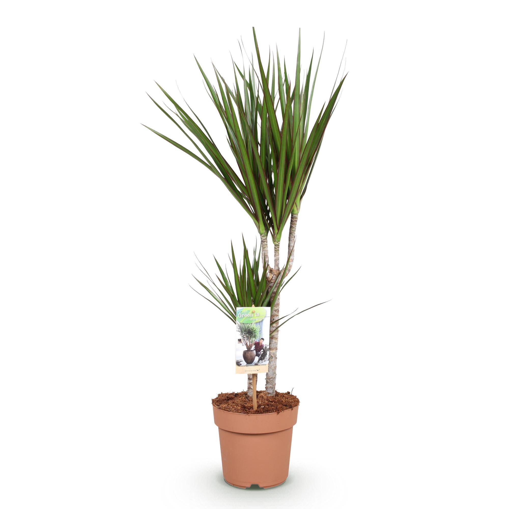 Dracaena Marginata - Pot de 17cm - Sans cache-pot - Plantes d'intérieur - Image 2