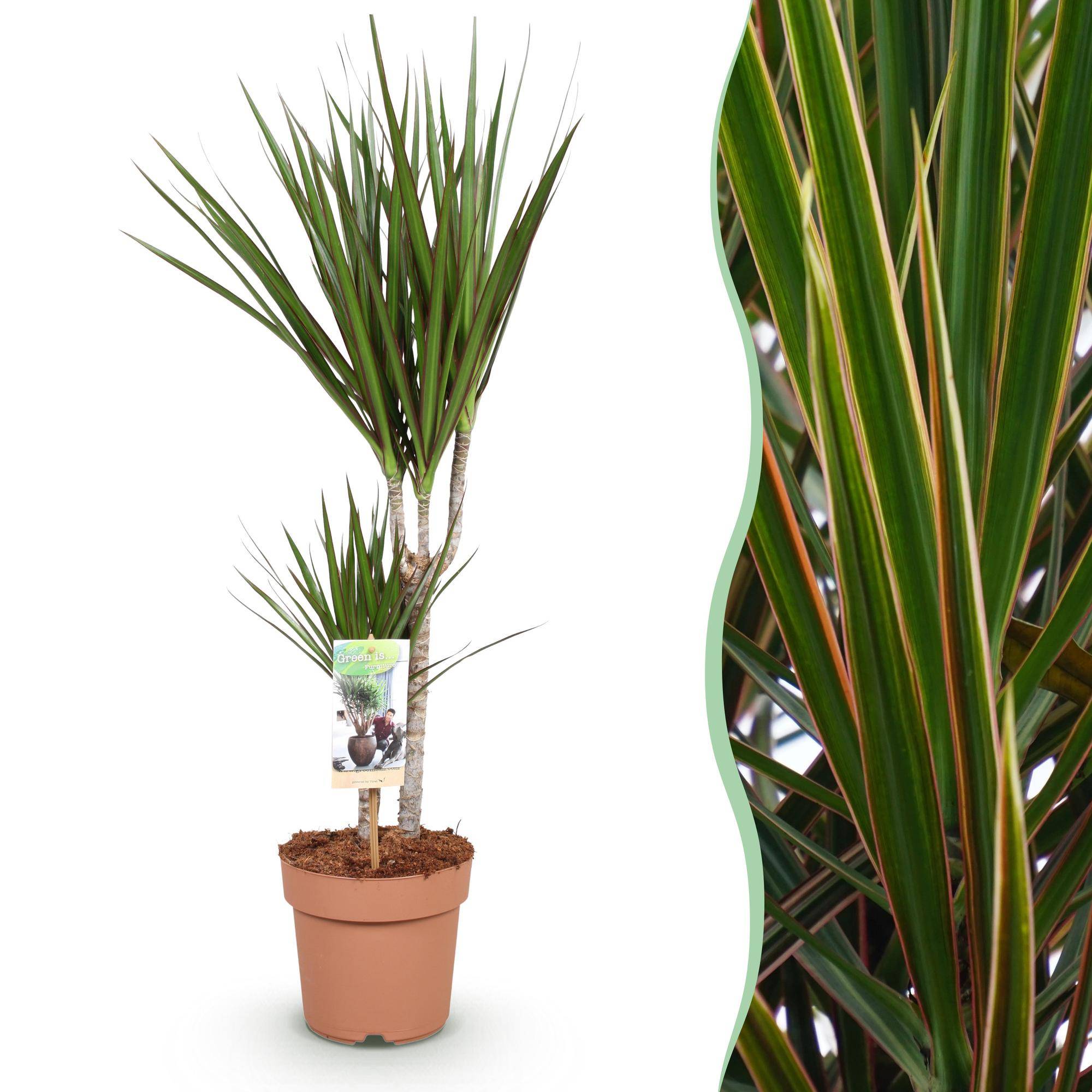 Dracaena Marginata - Pot de 17cm - Sans cache-pot - Plantes d'intérieur - Image 1