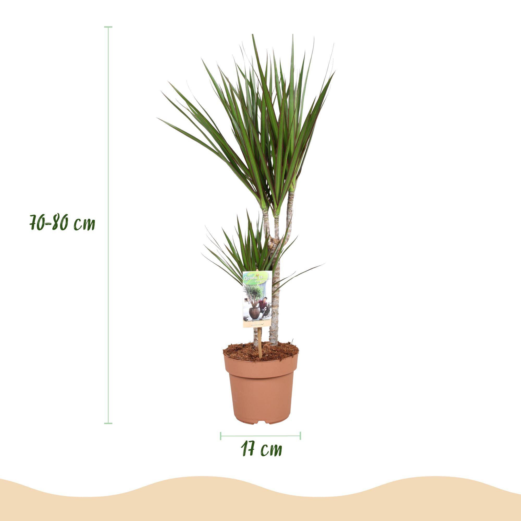 Dracaena Marginata - Pot de 17cm - Sans cache-pot - Plantes d'intérieur - Image 3