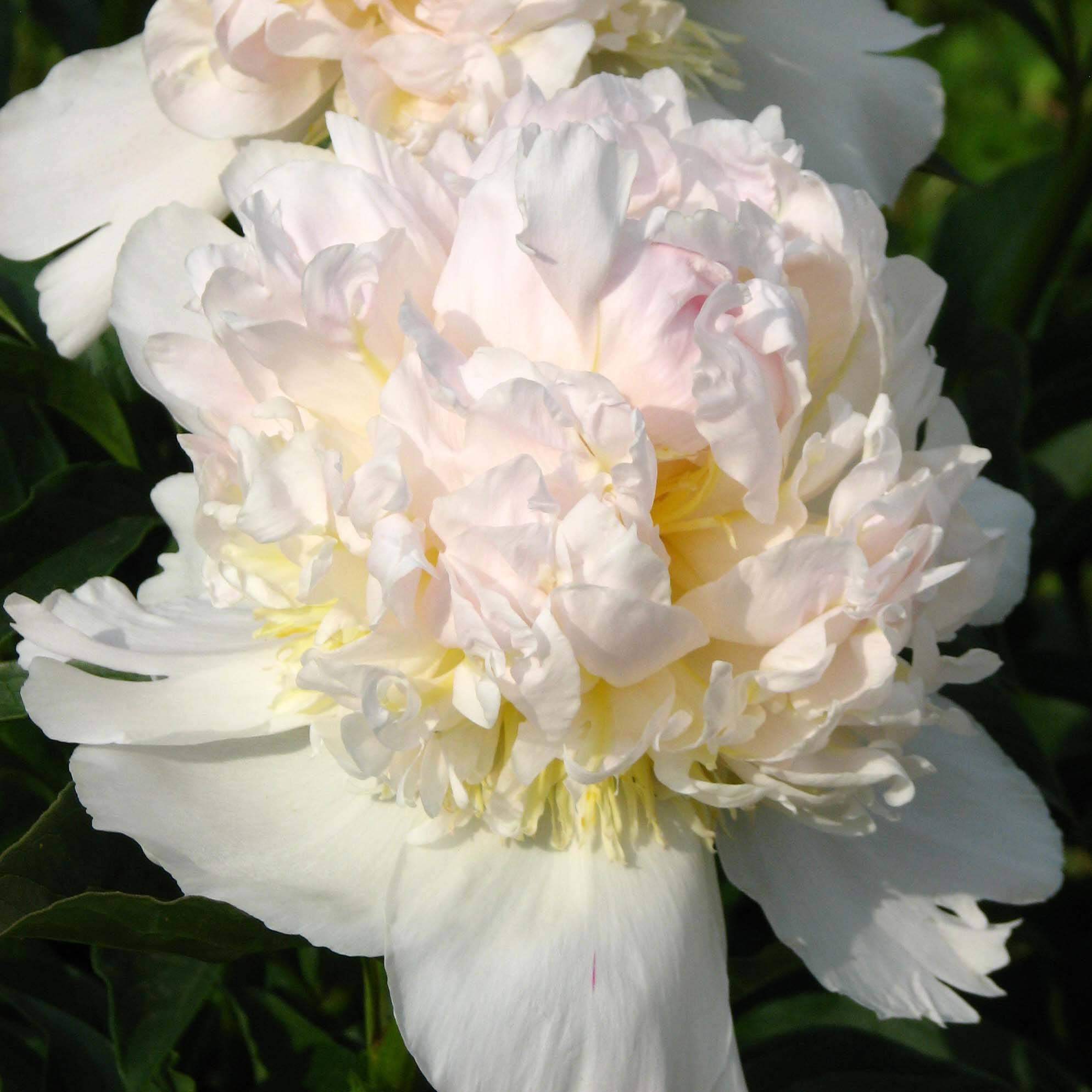 Pivoine lactiflora Top Brass Souche 3/5 yeux