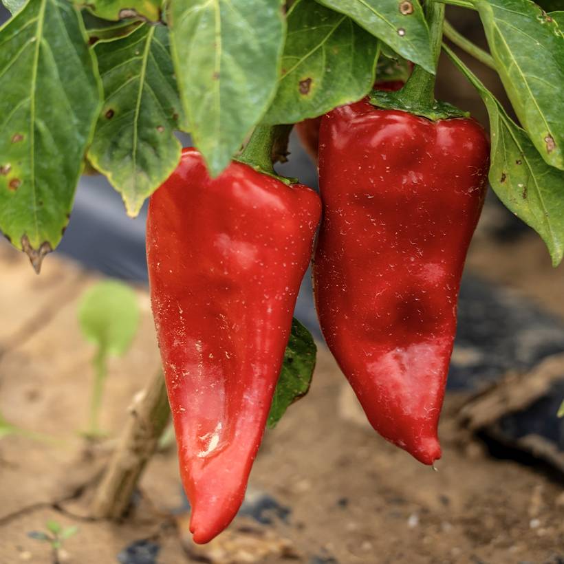 Poivron Piquillo BIO  le sachet de 35 graines environ (0,3g)