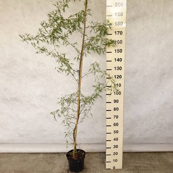 Aulne glutineux - Alnus glutinosa Imperialis Pot de 7,5L/10L - Image 2