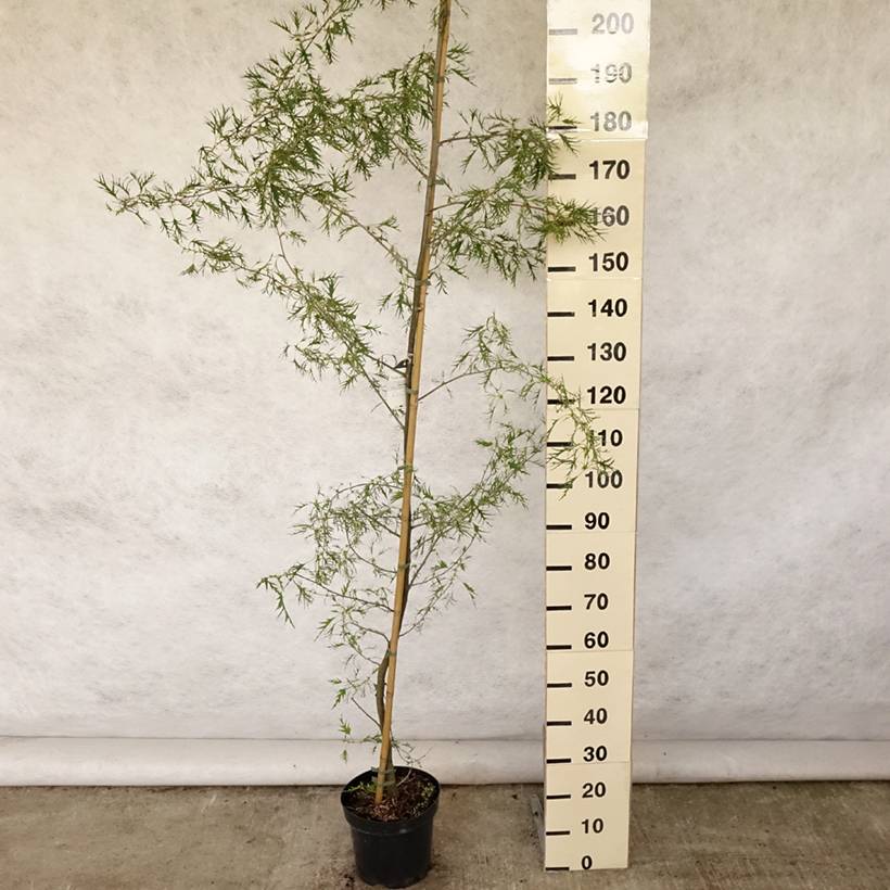 Aulne glutineux - Alnus glutinosa Imperialis Pot de 7,5L/10L - Image 2