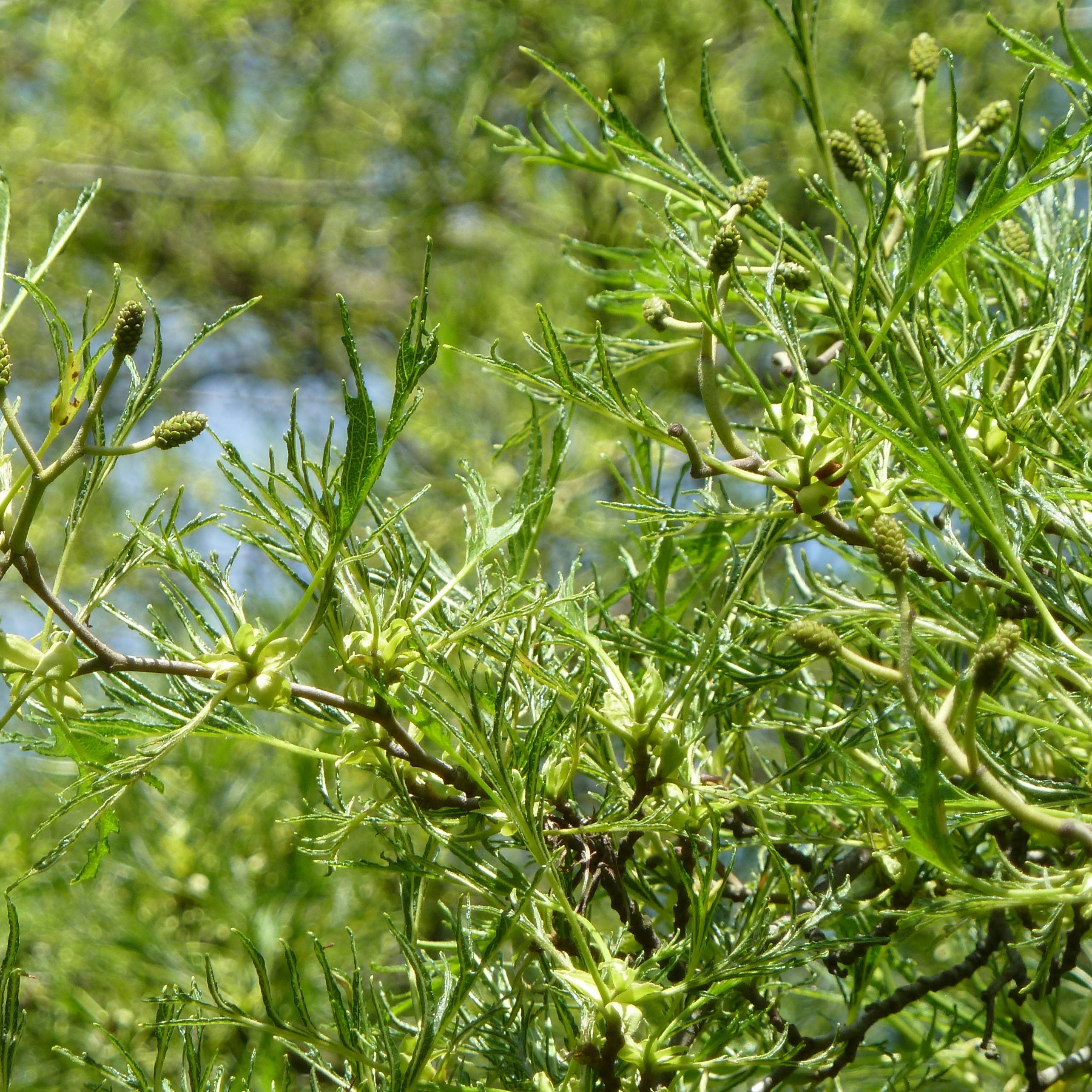 Aulne glutineux - Alnus glutinosa Imperialis Pot de 7,5L/10L - Image 1