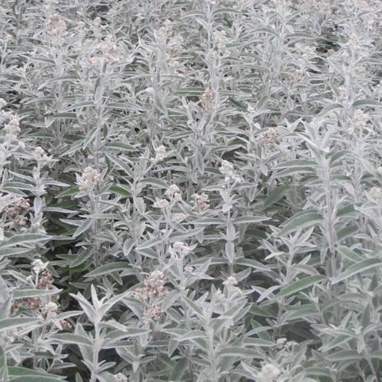 Buddleia Silver Anniversary - Arbre aux papillons Pot de 3L/4L - Image 1