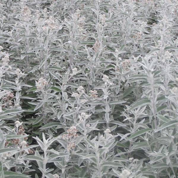 Buddleia Silver Anniversary - Arbre aux papillons Pot de 3L/4L - Image 1