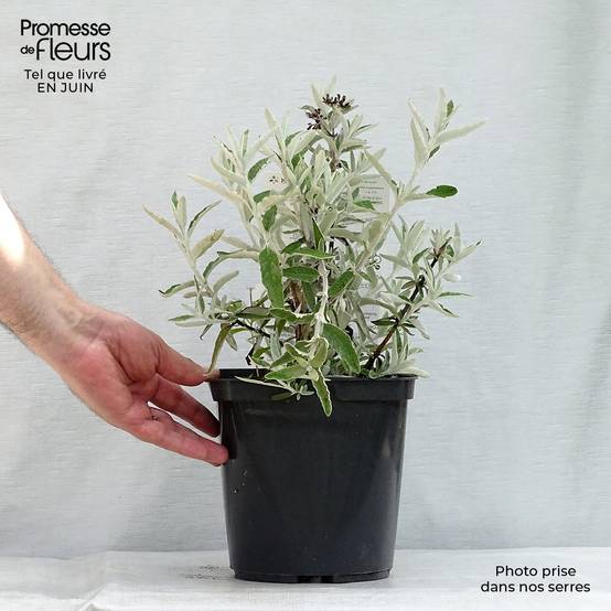 Buddleia Silver Anniversary - Arbre aux papillons Pot de 3L/4L - Image 2