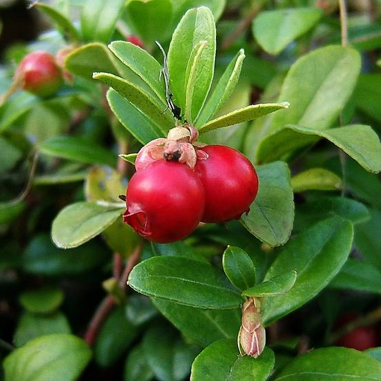 Promesse de Fleurs - Canneberge - Cranberry- Vaccinium macrocarpon Pilgrim Godet de 8/9 cm