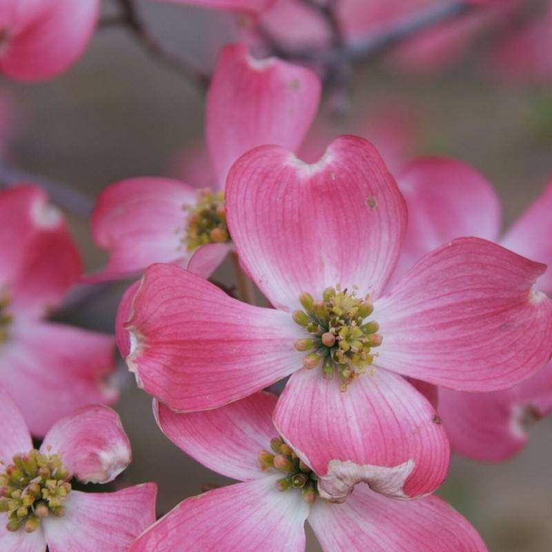 Cornouiller à fleurs d'Amérique Rubra, Cornus à fleurs Rose - feuillage Caduc - Pot de 4L - 40/60 cm- hauteur à maturité De 2,00 m à 2,50 m - Image 1