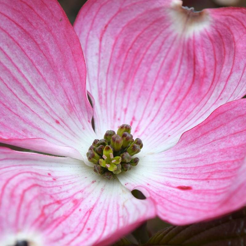 Cornouiller à fleurs d'Amérique Rubra, Cornus à fleurs Rose - feuillage Caduc - Pot de 4L - 40/60 cm-  hauteur à maturité De 2,00 m à 2,50 m - Imagen 3