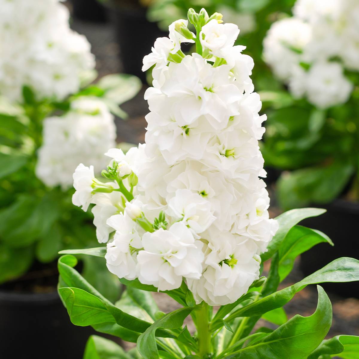 Promesse de Fleurs - Giroflée quarantaine Heritage White - Matthiola incana Mini-motte Ø 1,5/2,5 cm, Plant vert de 3 à 5 cm de haut environ (par 5)