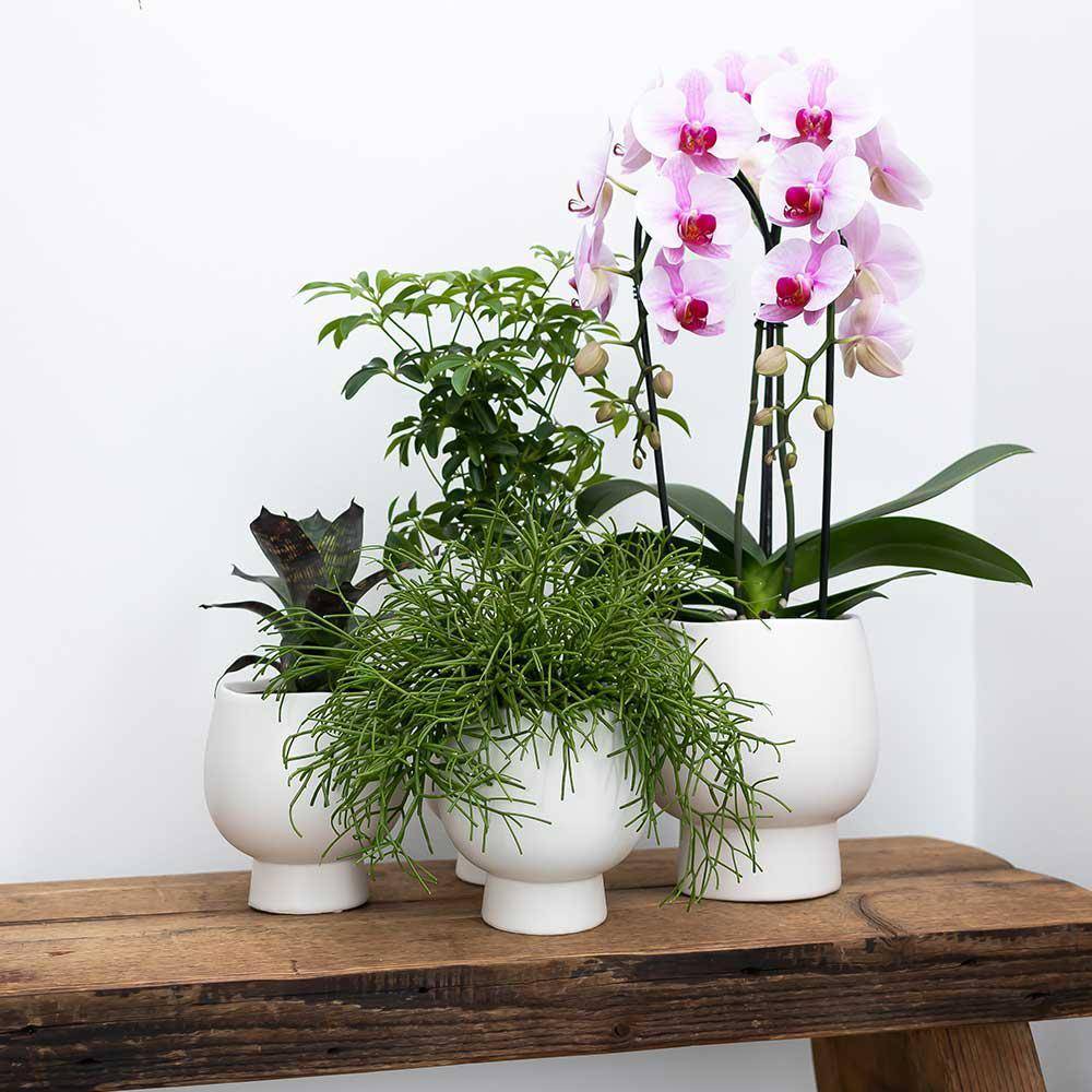 La Green Touch - Orchidée Andorra et son pot- La Green Touch Blanc Scandic - Hauteur 35cm - Imagen 4