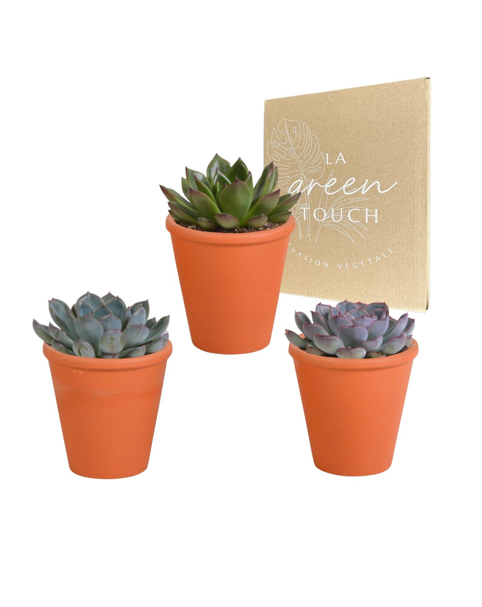 La Green Touch - Trio d'Echeveria et leurs caches-pots terracotta h15cm- La Green Touch