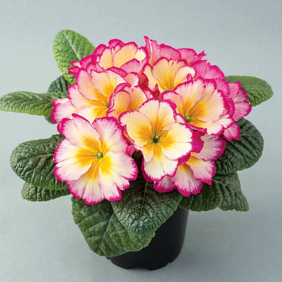 Promesse de Fleurs - Primevère Scentsation Yellow Cream - Primula vulgaris Mini-motte Ø 1,5/2,5 cm (par 5)