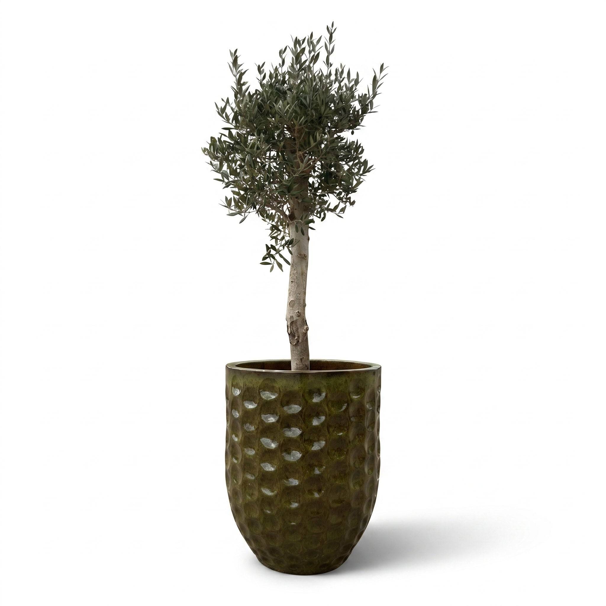 Lot olivier + pot MEROVEE 55x65cm vert tropical, fait main en terre cuite émaillée