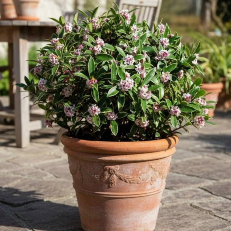 Daphne Aureomarginata, Daphné panaché à fleurs Rose - feuillage Persistant - Godet - 5/20 cm-  hauteur à maturité De 1,00 m à 1,50 m - Imagen 5