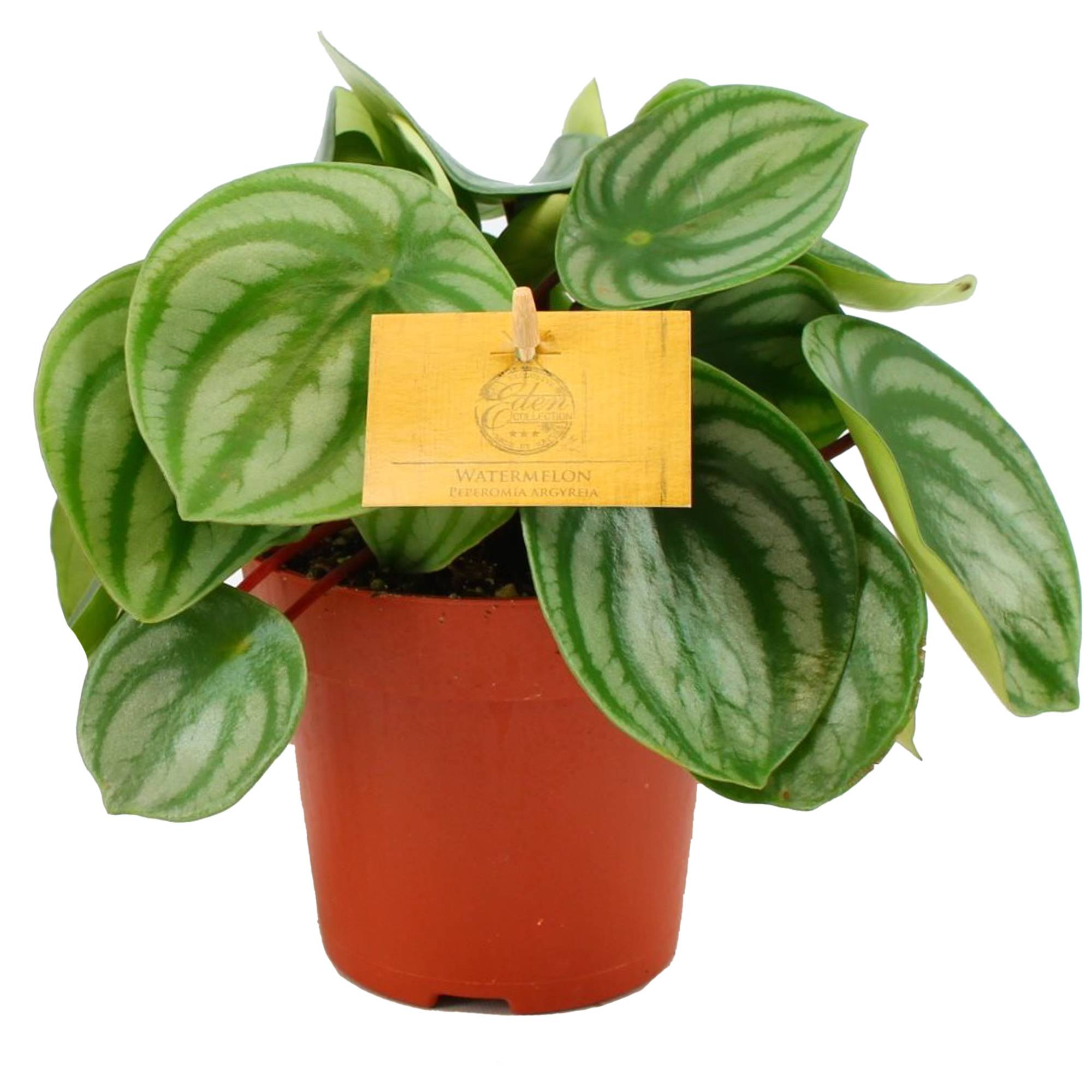 Gardenersdream - Peperomia Argyreia Plante D'Intérieur Pour La Maison Ou Le Bureau (De 15 À 25 Cm En Pot) - GardenersDream - Imagen 1