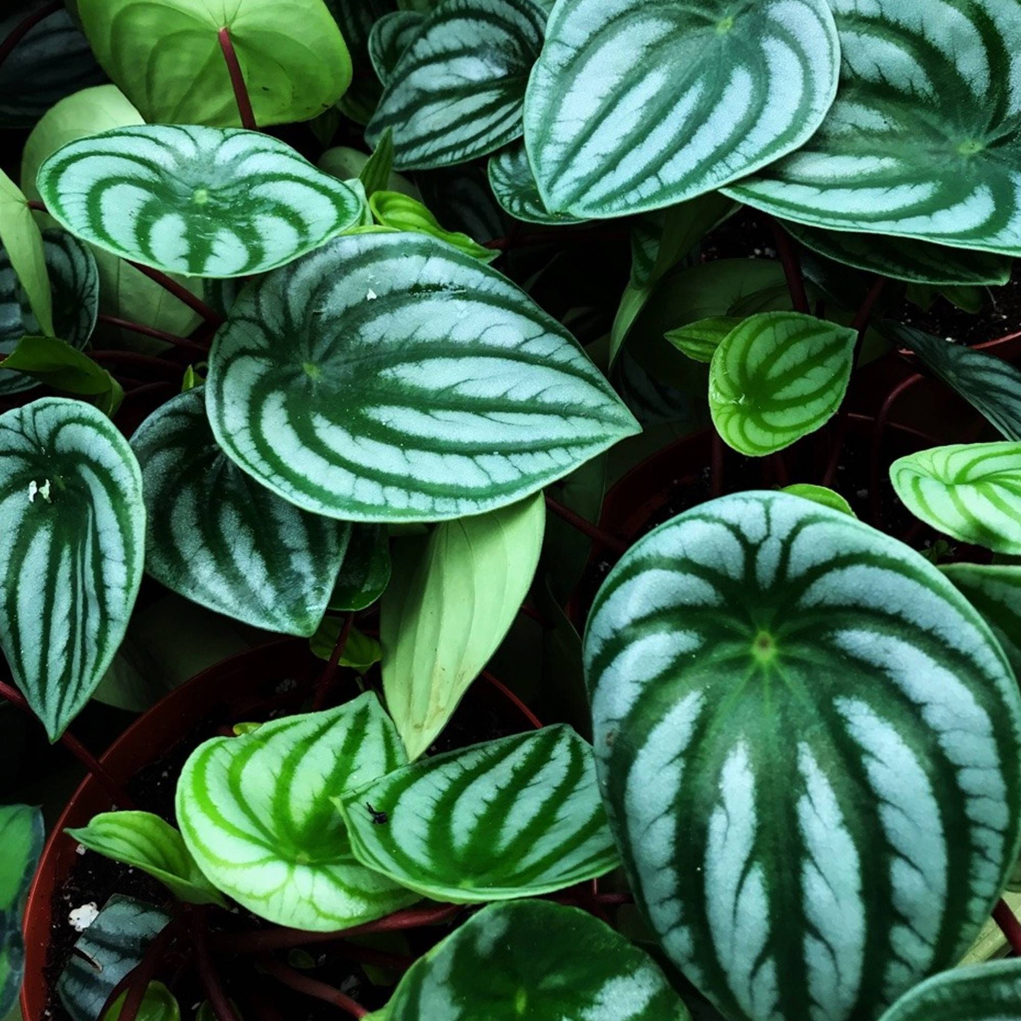 Gardenersdream - Peperomia Argyreia Plante D'Intérieur Pour La Maison Ou Le Bureau (De 15 À 25 Cm En Pot) - GardenersDream - Imagen 2