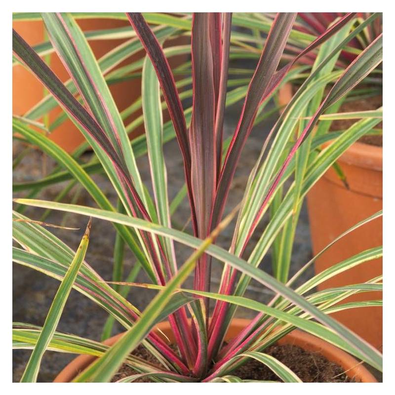 Cordyline australe Can Can® - Pot de 4L - 30/60 cm