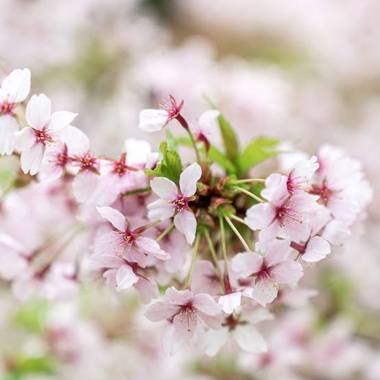 Promesse de Fleurs - Cerisier à fleurs - Prunus nipponica Brillant Pot de 2L/3L - Image 1