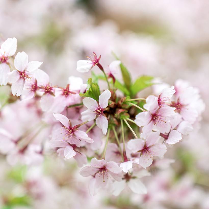 Promesse de Fleurs - Cerisier à fleurs - Prunus nipponica Brillant Pot de 2L/3L - Image 1