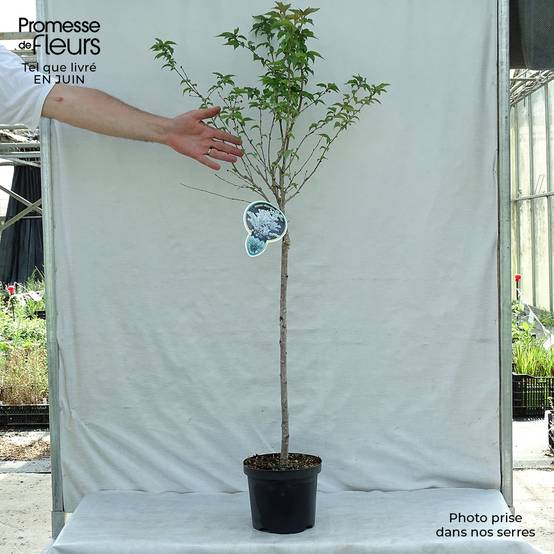 Promesse de Fleurs - Cerisier à fleurs - Prunus nipponica Brillant Pot de 2L/3L - Image 2
