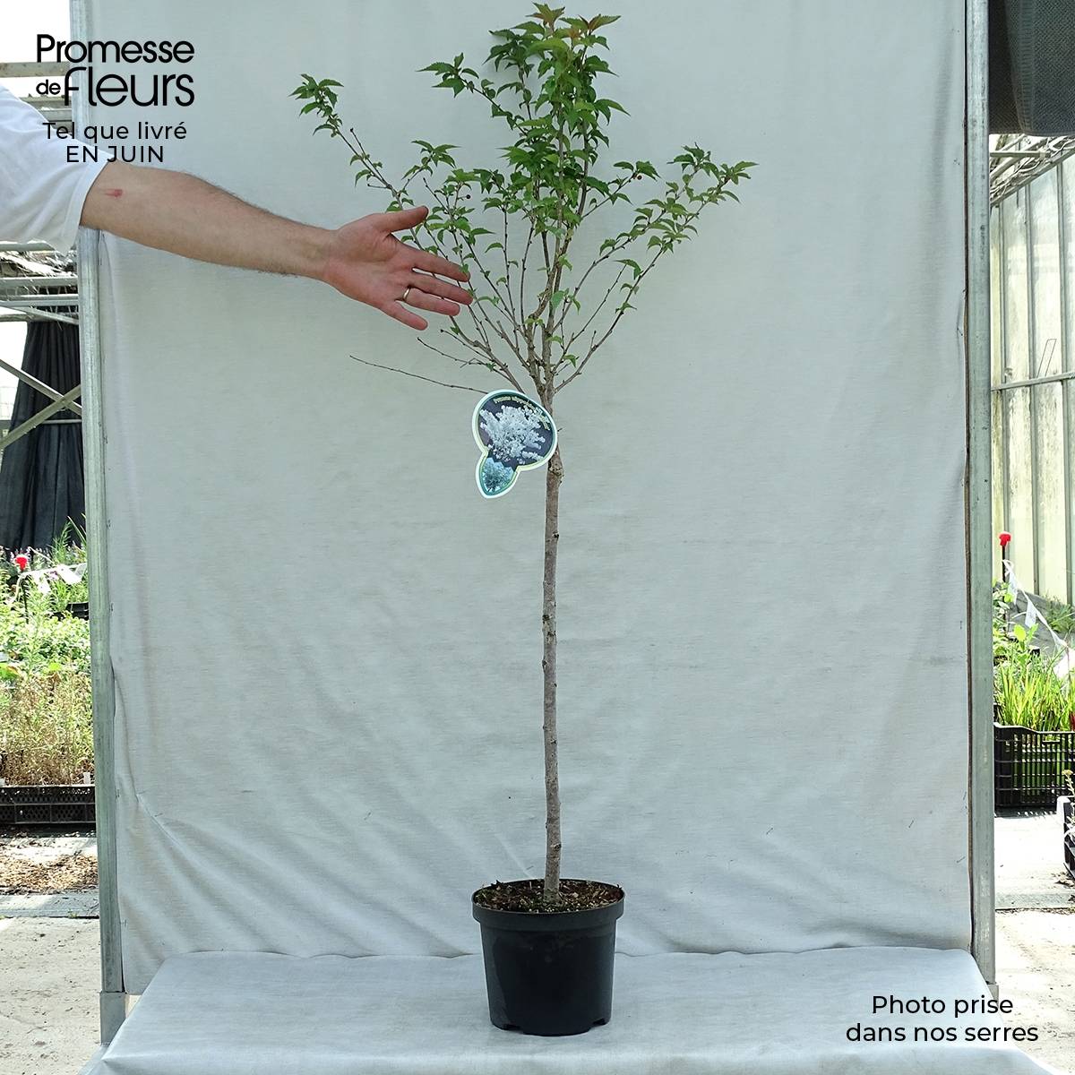 Promesse de Fleurs - Cerisier à fleurs - Prunus nipponica Brillant Pot de 2L/3L - Image 2