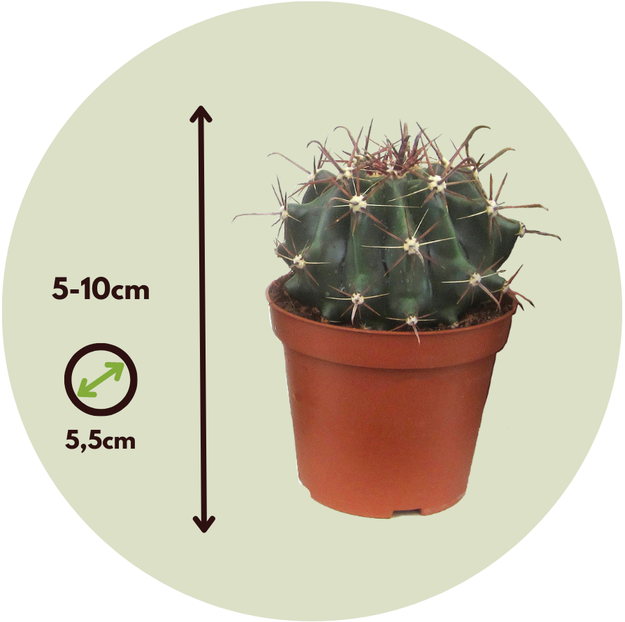 Mélange de mini cactus - Set de 6 - Cactus - Hauteur 5-10cm - ⌀5,5cm - Image 5