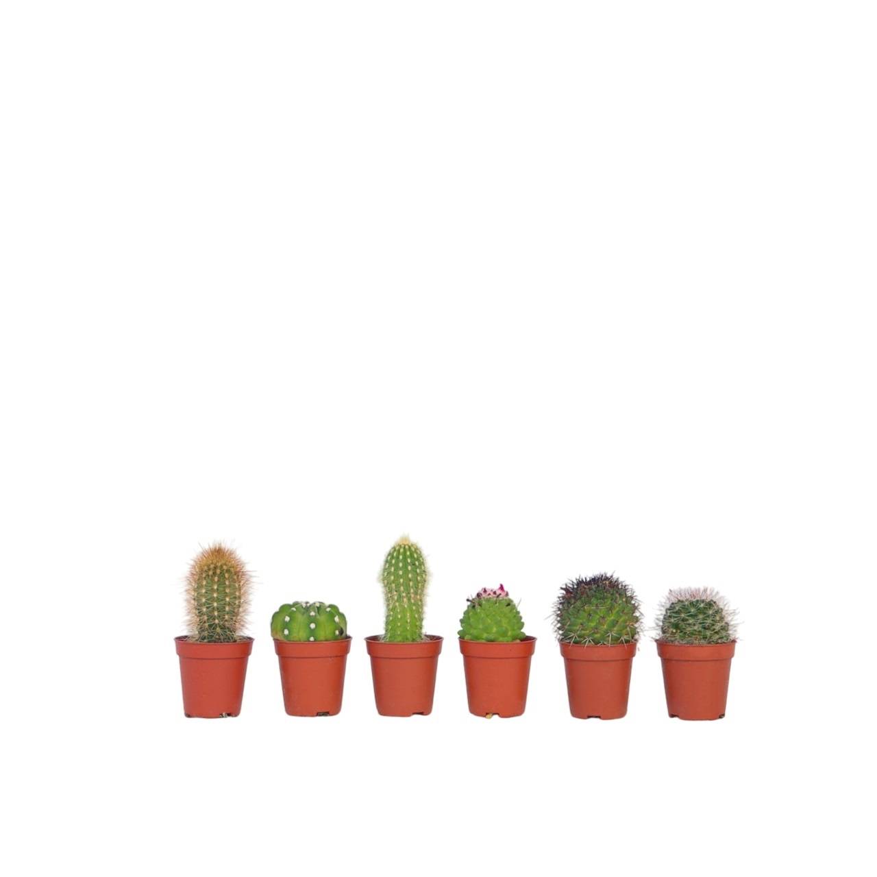Mélange de mini cactus - Set de 6 - Cactus - Hauteur 5-10cm - ⌀5,5cm - Image 1