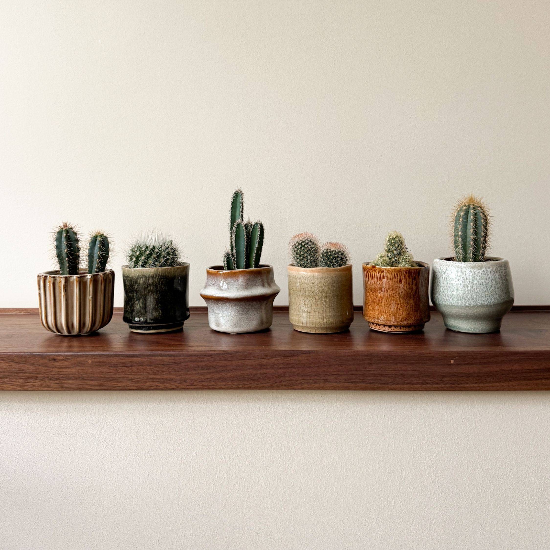 Mélange de mini cactus - Set de 6 - Cactus - Hauteur 5-10cm - ⌀5,5cm - Image 2
