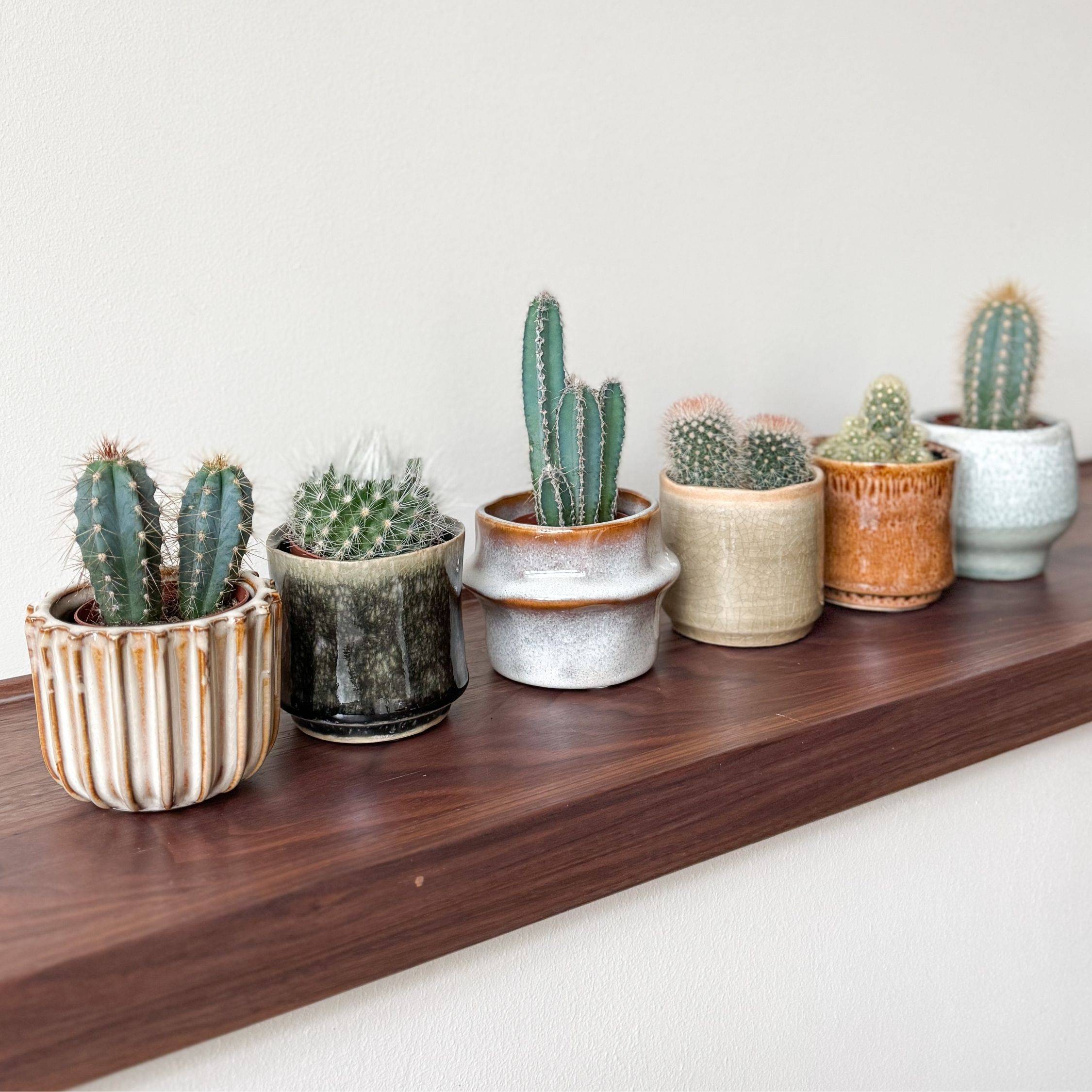 Mélange de mini cactus - Set de 6 - Cactus - Hauteur 5-10cm - ⌀5,5cm - Image 3