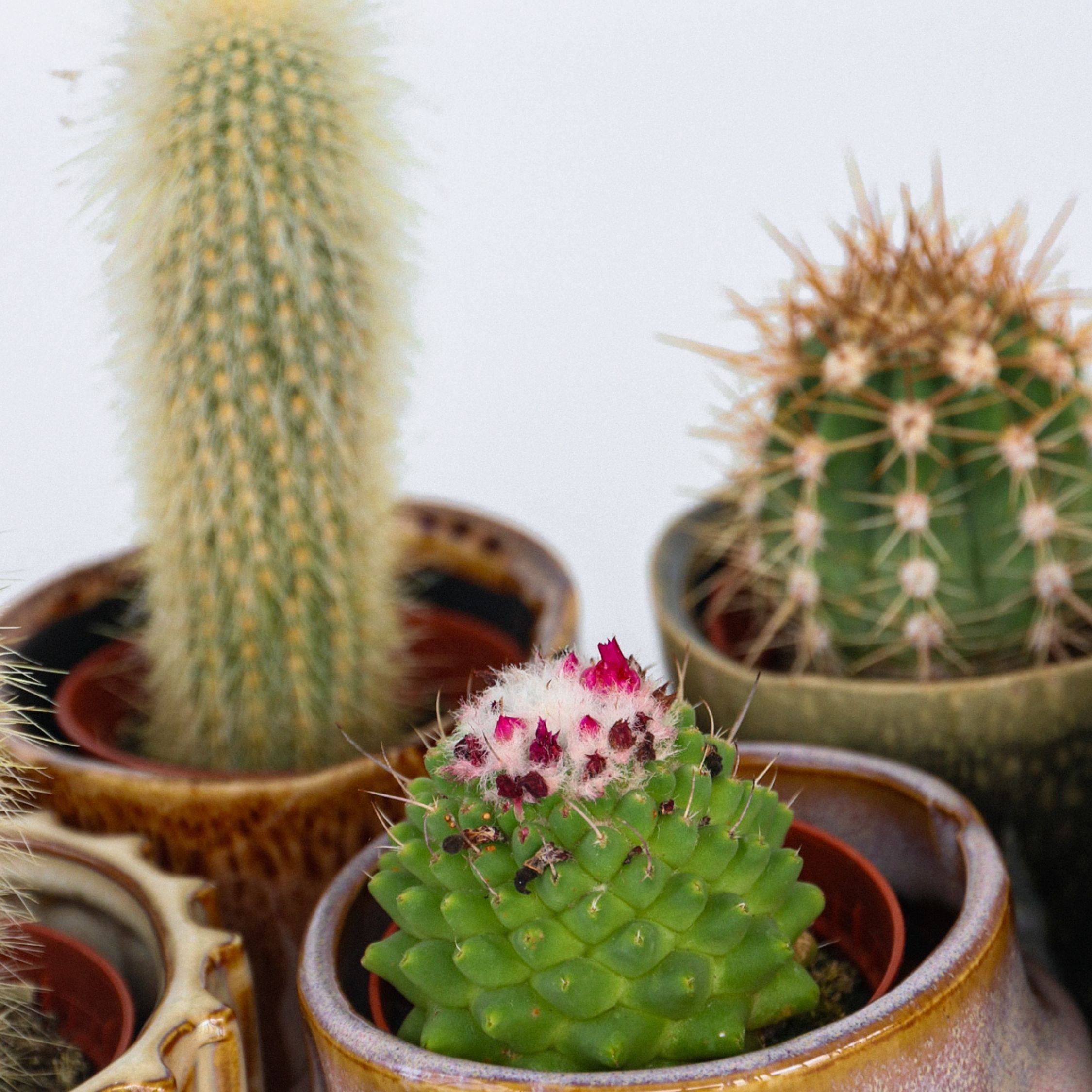 Mélange de mini cactus - Set de 6 - Cactus - Hauteur 5-10cm - ⌀5,5cm - Image 4