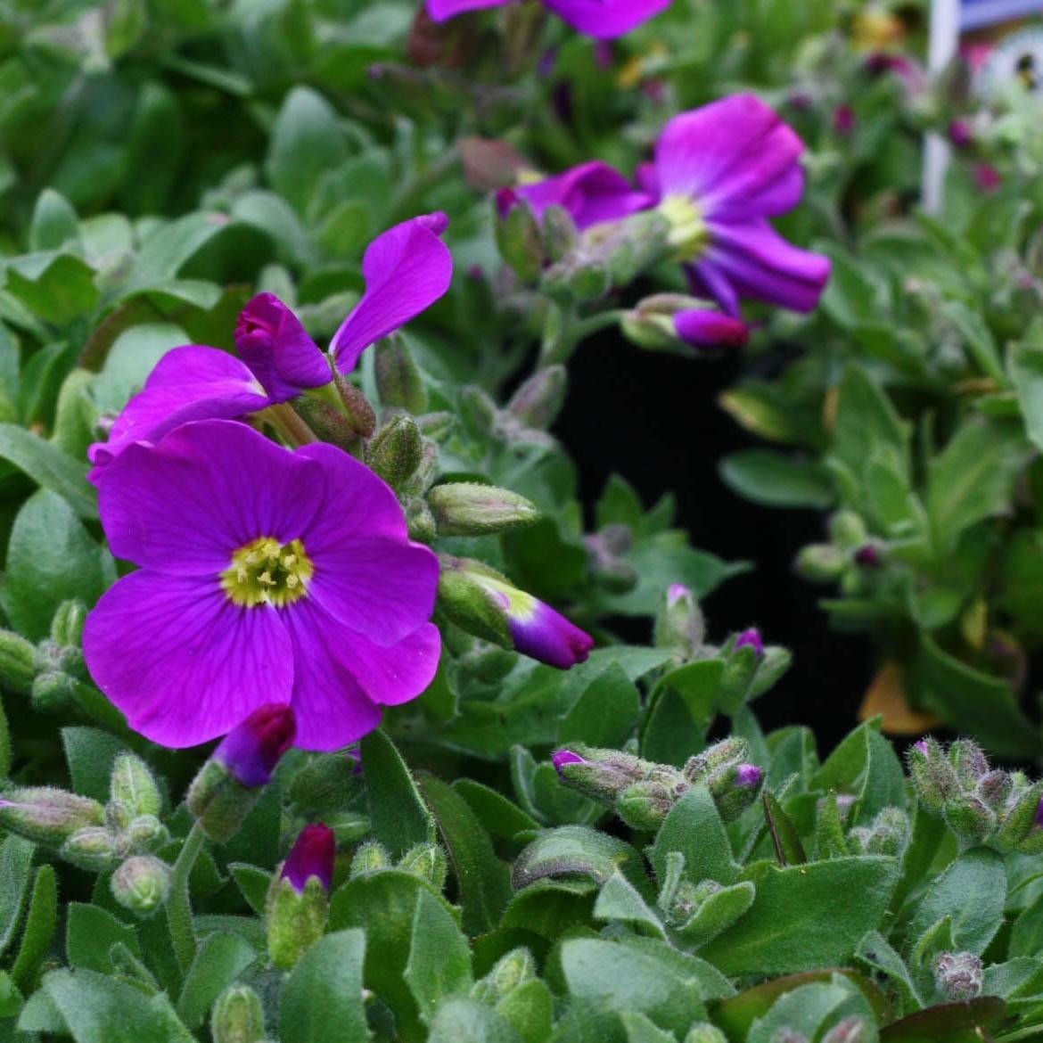 Promesse de Fleurs - Aubriete Kitte® Bleu (Blue)  - Aubrieta x gracilis Godet de 8/9 cm
