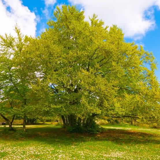 Hêtre commun (Fagus sylvatica) - Godet - Taille 20/40cm - Pépinières Naudet - Image 1