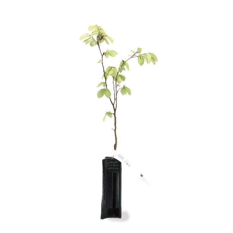 Hêtre commun (Fagus sylvatica) - Godet - Taille 20/40cm - Pépinières Naudet - Image 3