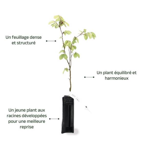 Hêtre commun (Fagus sylvatica) - Godet - Taille 20/40cm - Pépinières Naudet - Image 4