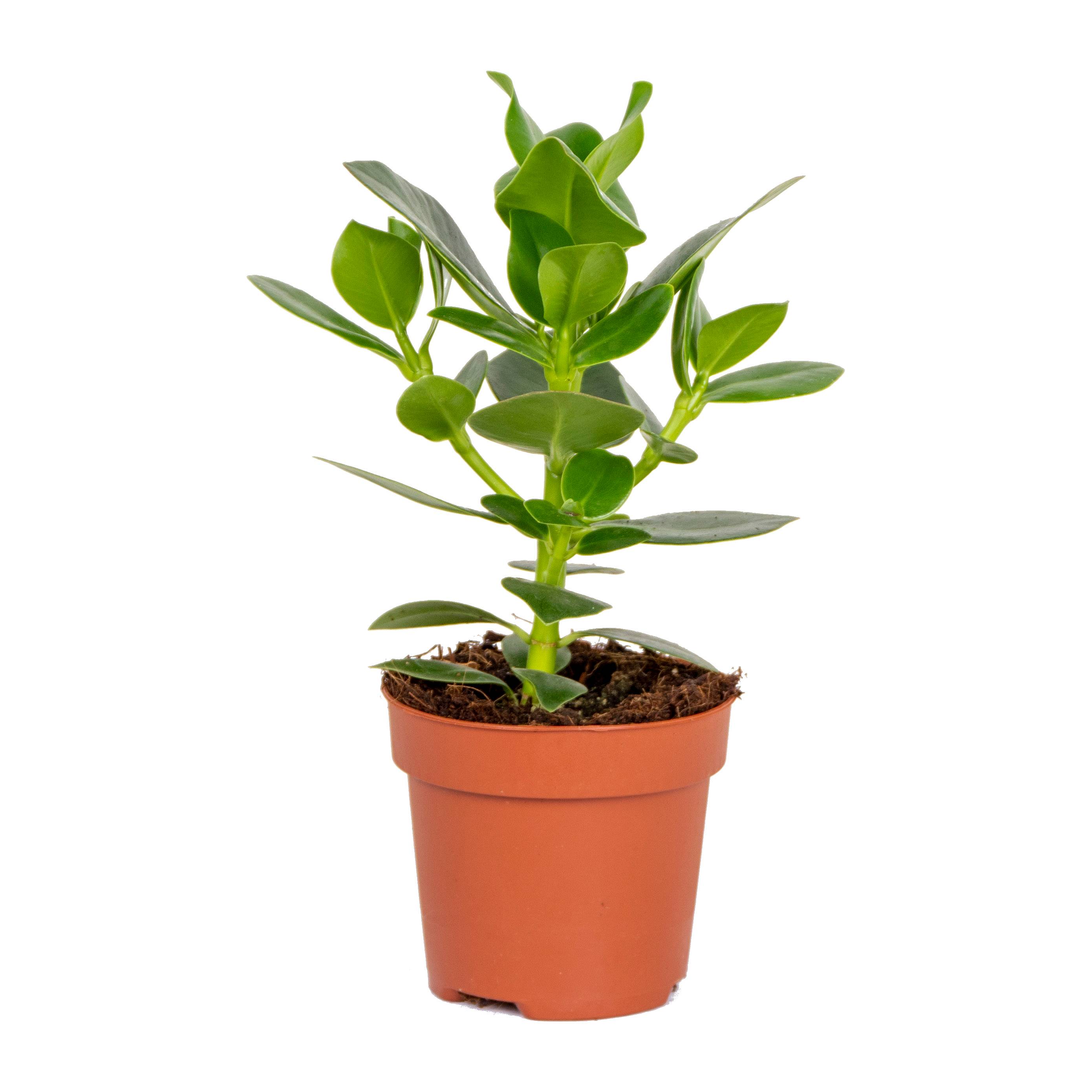 Clusia Rosea - Arbre à cochons - Plante d’intérieur - Dépolluante - H. 20-30 cm - P. 12 cm
