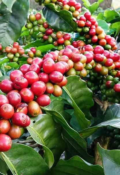 chitosan for plants HYSHIELD Plant Crop Protector (Chitosan)