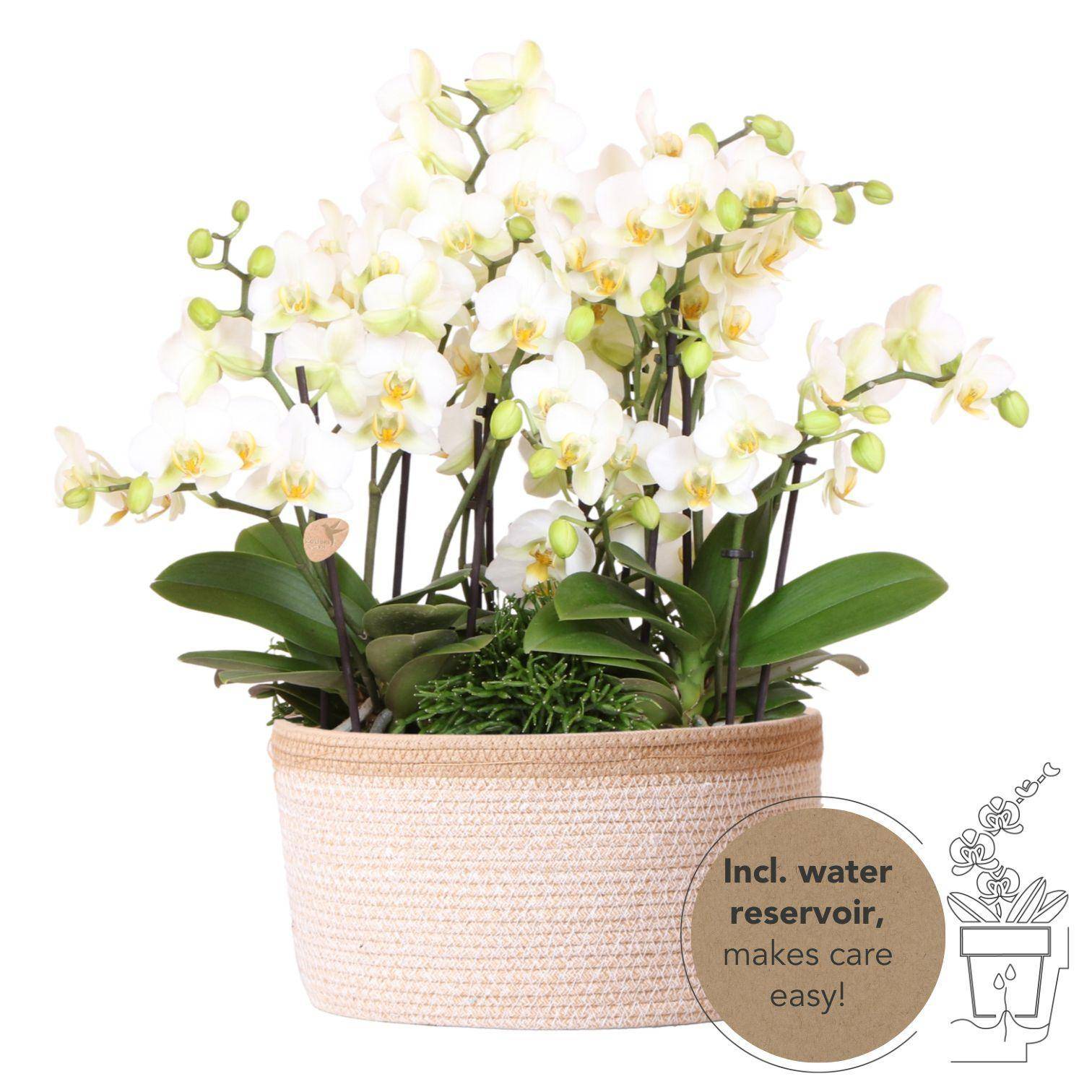 La Green Touch - Set de 3 orchidées blanches et 3 Rhipsalis dans un panier en coton avec réservoir d'eau- La Green Touch - Imagen 1