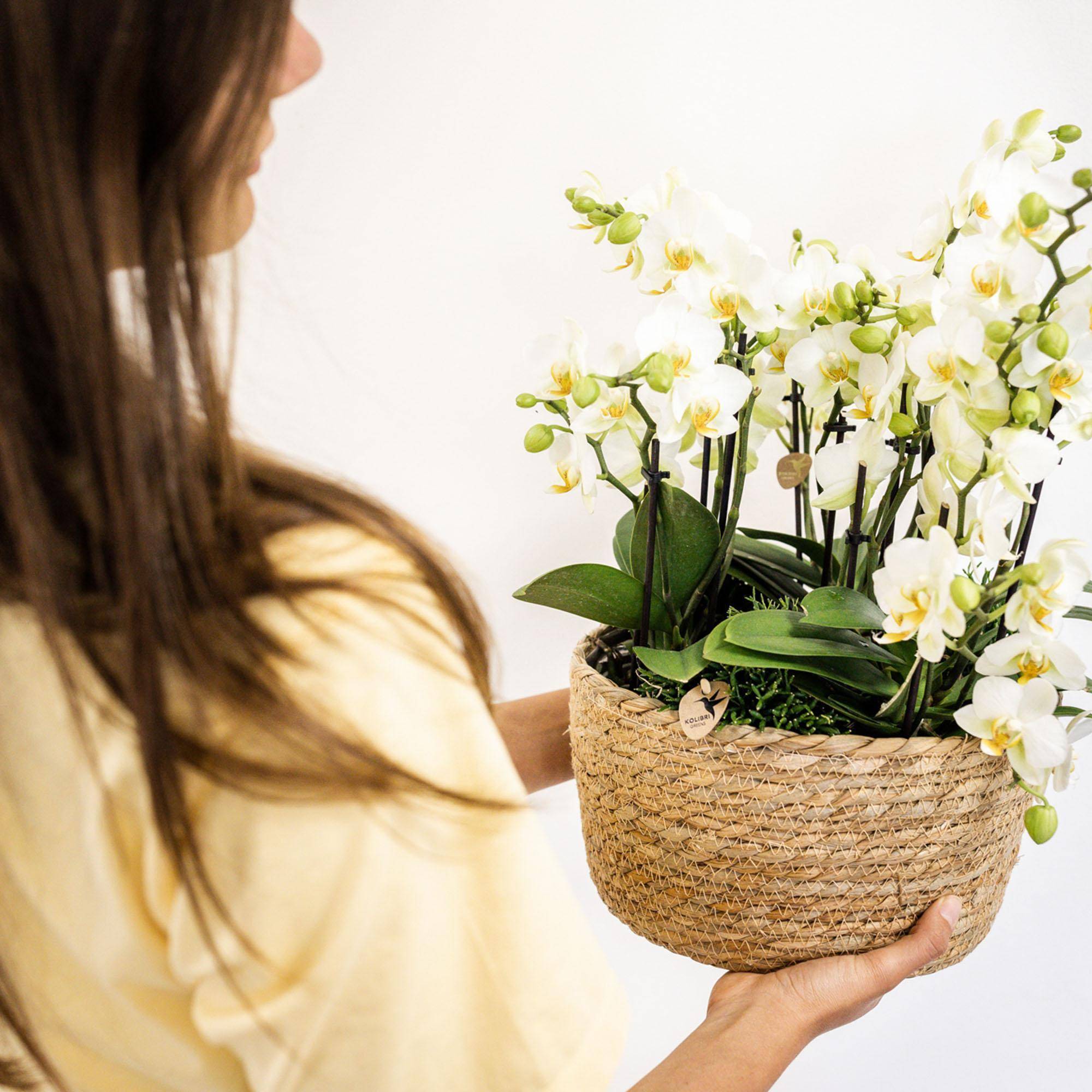 La Green Touch - Set de 3 orchidées blanches et 3 Rhipsalis dans un panier en coton avec réservoir d'eau- La Green Touch - Imagen 5