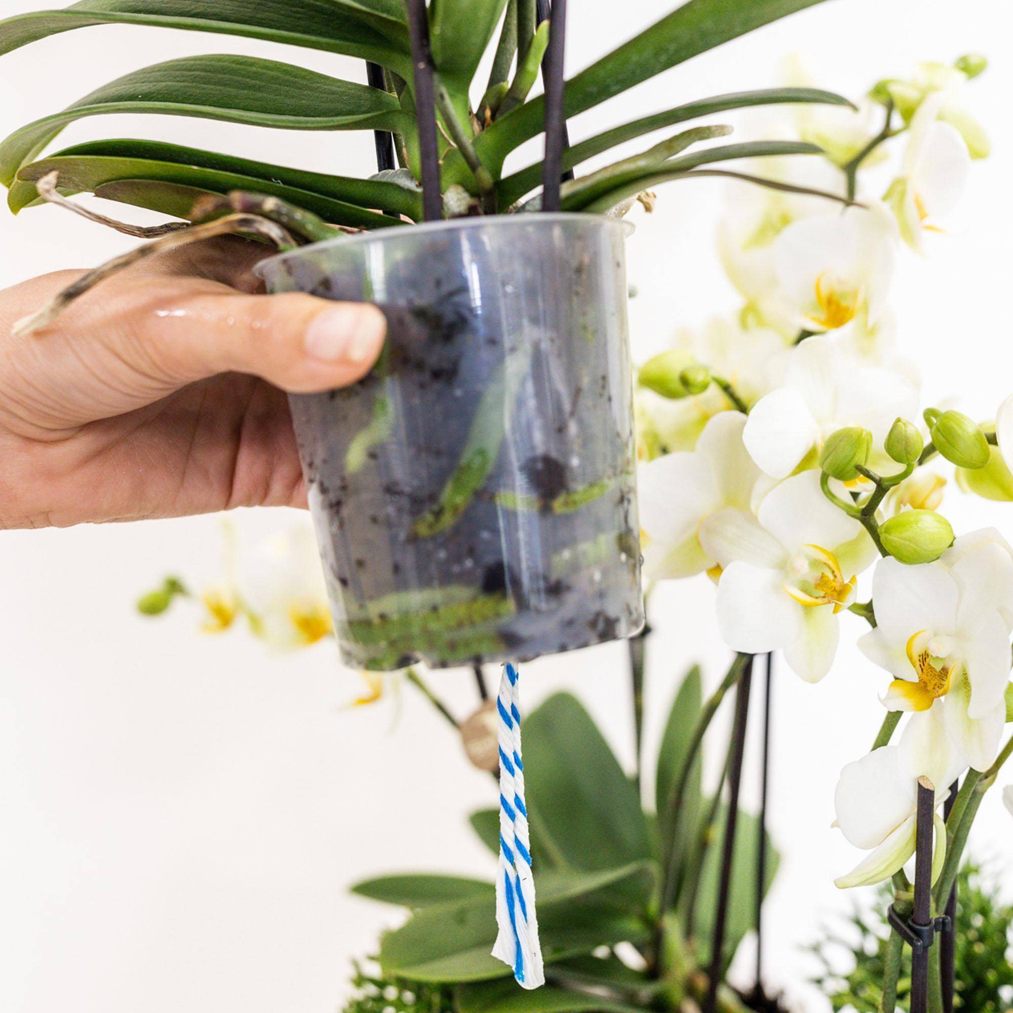 La Green Touch - Set de 3 orchidées blanches et 3 Rhipsalis dans un panier en coton avec réservoir d'eau- La Green Touch - Imagen 6