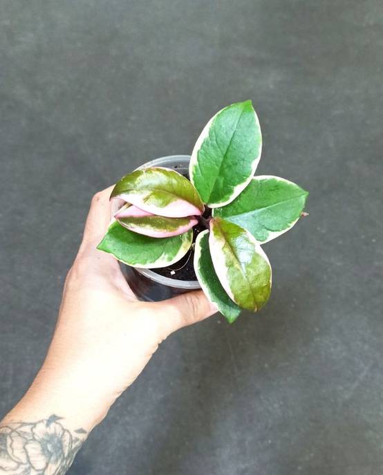 Hoya Carnosa Tricolor Flamingo Dream D. 6cm H. 10cm - Plante d'intérieur - IndoorPoppies - Image 5