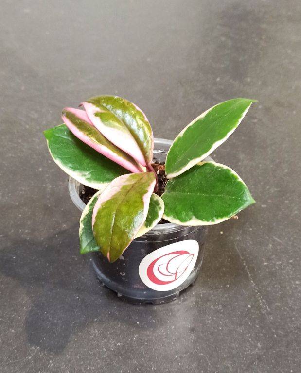 Hoya Carnosa Tricolor Flamingo Dream D. 6cm H. 10cm - Plante d'intérieur - IndoorPoppies - Image 1